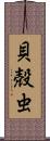 貝殻虫 Scroll