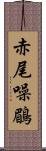 赤尾噪鶥 Scroll