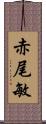 赤尾敏 Scroll