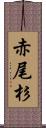 赤尾杉 Scroll