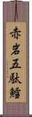 赤岩五駄鱈 Scroll