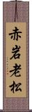 赤岩老松 Scroll