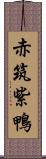 赤筑紫鴨 Scroll