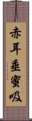 赤耳垂蜜吸 Scroll