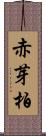 赤芽柏 Scroll
