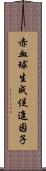 赤血球生成促進因子 Scroll