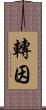 轉因 Scroll
