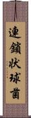 連鎖状球菌 Scroll