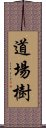 道場樹 Scroll