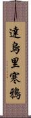 達烏里寒鴉 Scroll