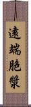 遠端胞漿 Scroll