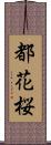 都花桜 Scroll