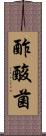 酢酸菌 Scroll