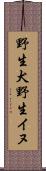 野生犬 Scroll