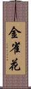 金雀花 Scroll