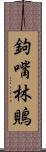 鉤嘴林鵙 Scroll