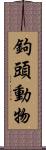 鉤頭動物 Scroll