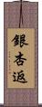 銀杏返 Scroll