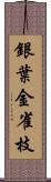 銀葉金雀枝 Scroll