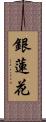 銀蓮花 Scroll