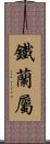 鐵蘭屬 Scroll