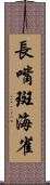 長嘴斑海雀 Scroll
