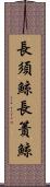 長須鯨 Scroll