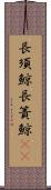長須鯨 Scroll