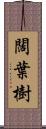 闊葉樹 Scroll