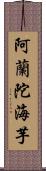 阿蘭陀海芋 Scroll