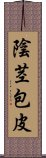 陰茎包皮 Scroll