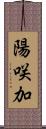 陽咲加 Scroll