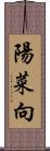 陽菜向 Scroll