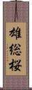 雄総桜 Scroll