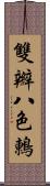 雙辮八色鶇 Scroll