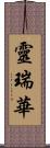 靈瑞華 Scroll