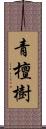 青檀樹 Scroll