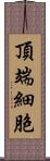 頂端細胞 Scroll