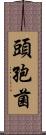 頭孢菌 Scroll