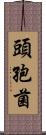 頭孢菌 Scroll