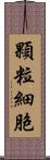 顆粒細胞 Scroll