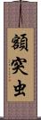 額突虫 Scroll