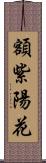 額紫陽花 Scroll