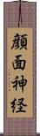顔面神経 Scroll