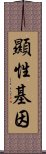 顯性基因 Scroll