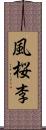 風桜李 Scroll