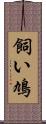 飼い鳩 Scroll