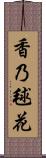 香乃毬花 Scroll