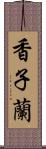 香子蘭 Scroll