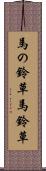馬の鈴草 Scroll